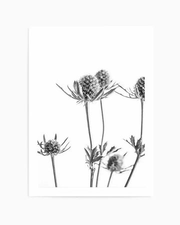 Black and white botanical illustration of thistles displayed as a framed art print. The composition features multiple thistle stems at varying heights with spiky, spherical flower heads and delicate needle-like bracts radiating outward. The artwork uses fine line work and grayscale toning to capture botanical detail and texture. The print is mounted within a white frame with a white border against a plain background.