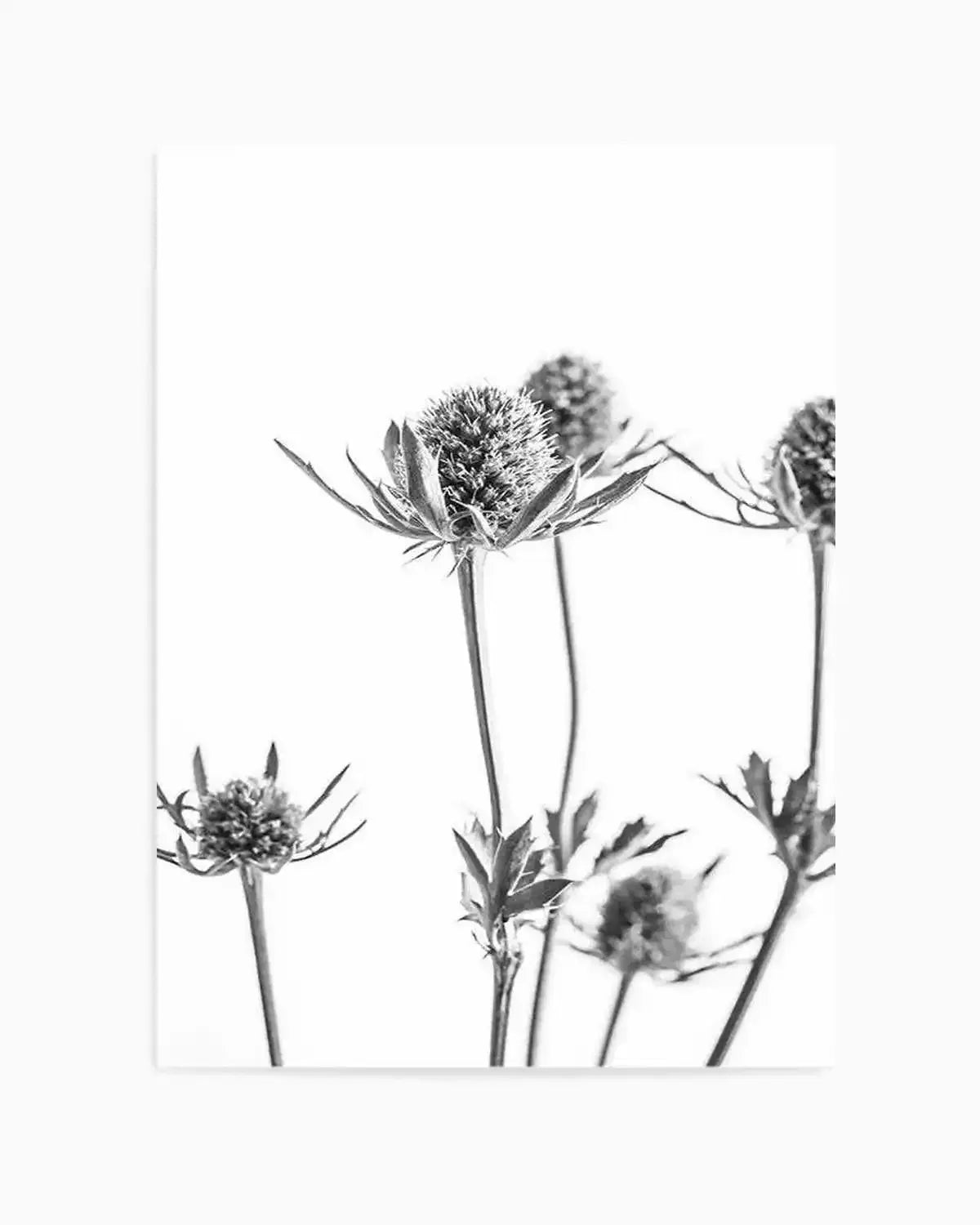 Thistle I Art Print from Olive et Oriel where you can shop wallpaper and artworks online