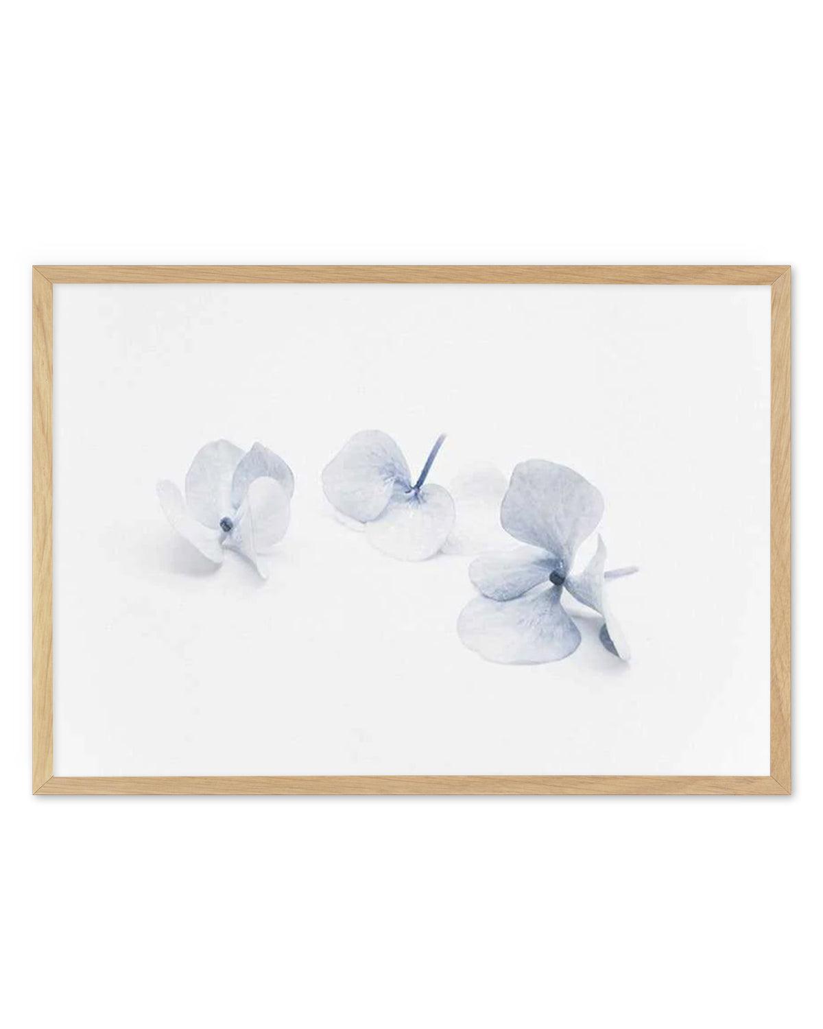 Three in Blue | Hydrangea III Art Print