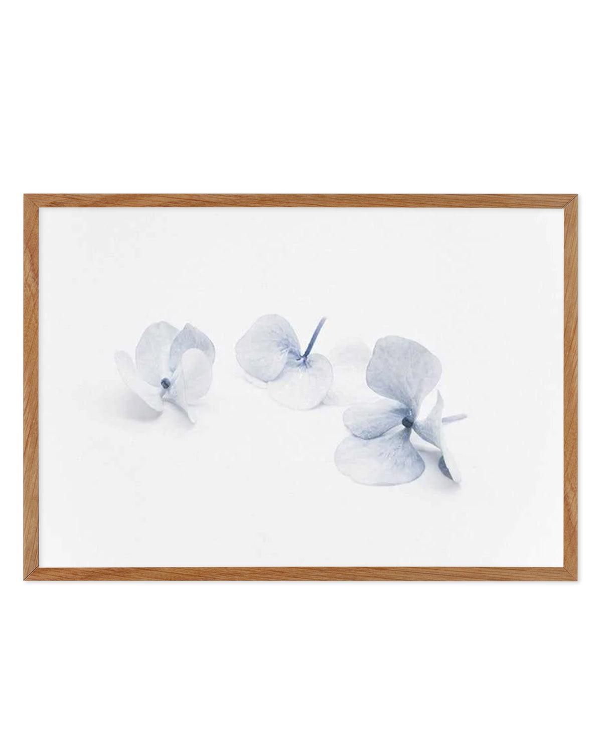 Three in Blue | Hydrangea III Art Print