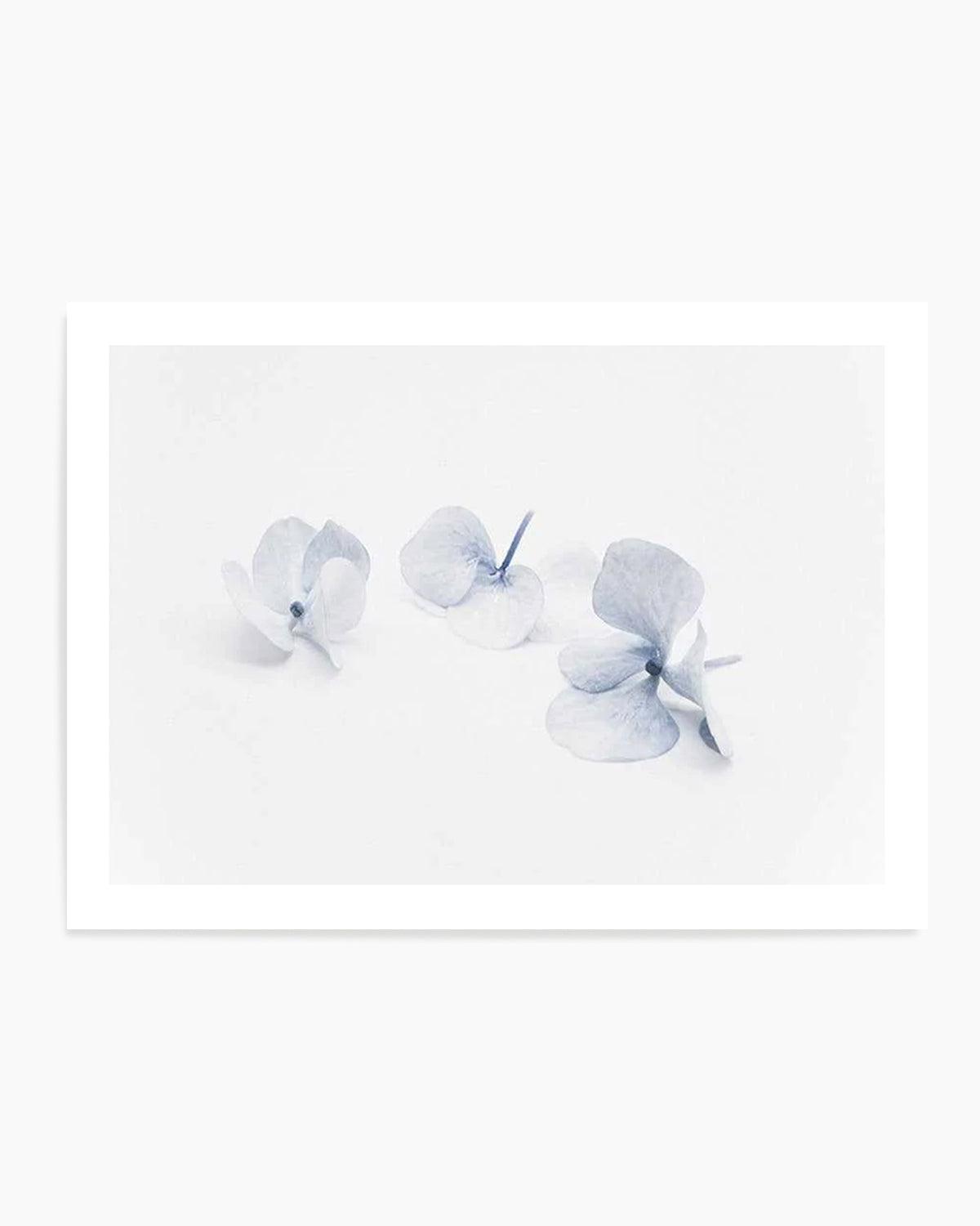 Three in Blue | Hydrangea III Art Print