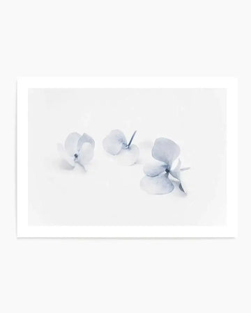 Three in Blue  Hydrangea III Art Print art print, framed