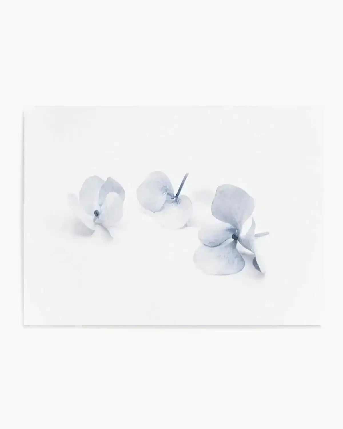 Three in Blue | Hydrangea III Art Print from Olive et Oriel where you can shop wallpaper and artworks online