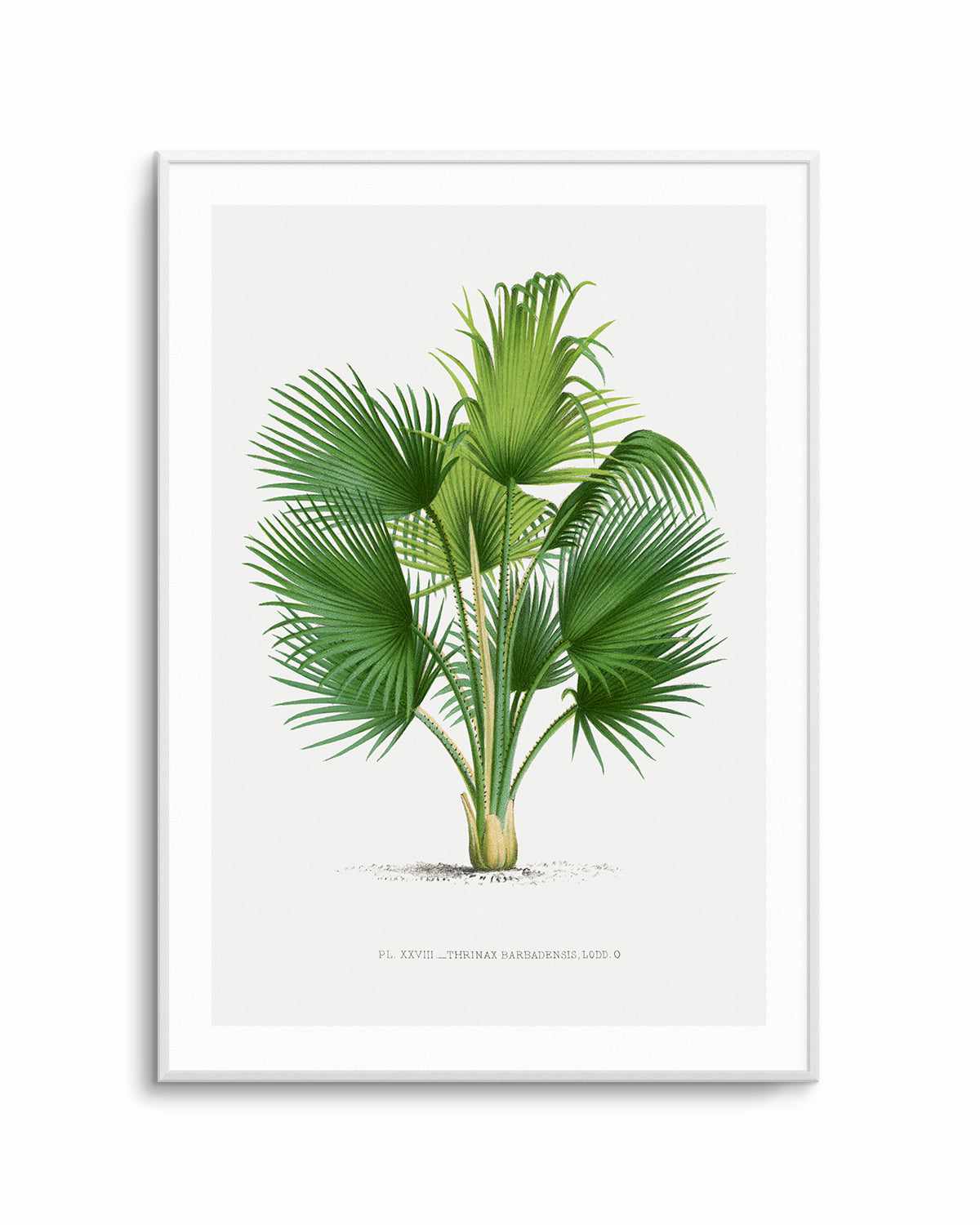 Thrinax Barbadensis Vintage Palm Poster Art Print