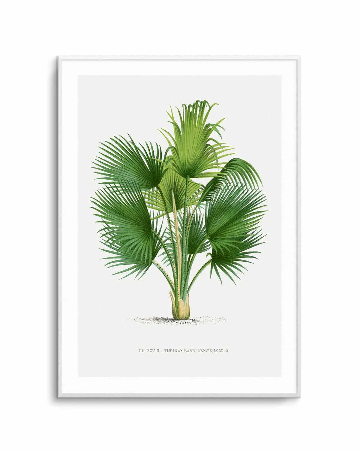 Thrinax Barbadensis Vintage Palm Poster Art Print from Olive et Oriel where you can shop wallpaper and artworks online