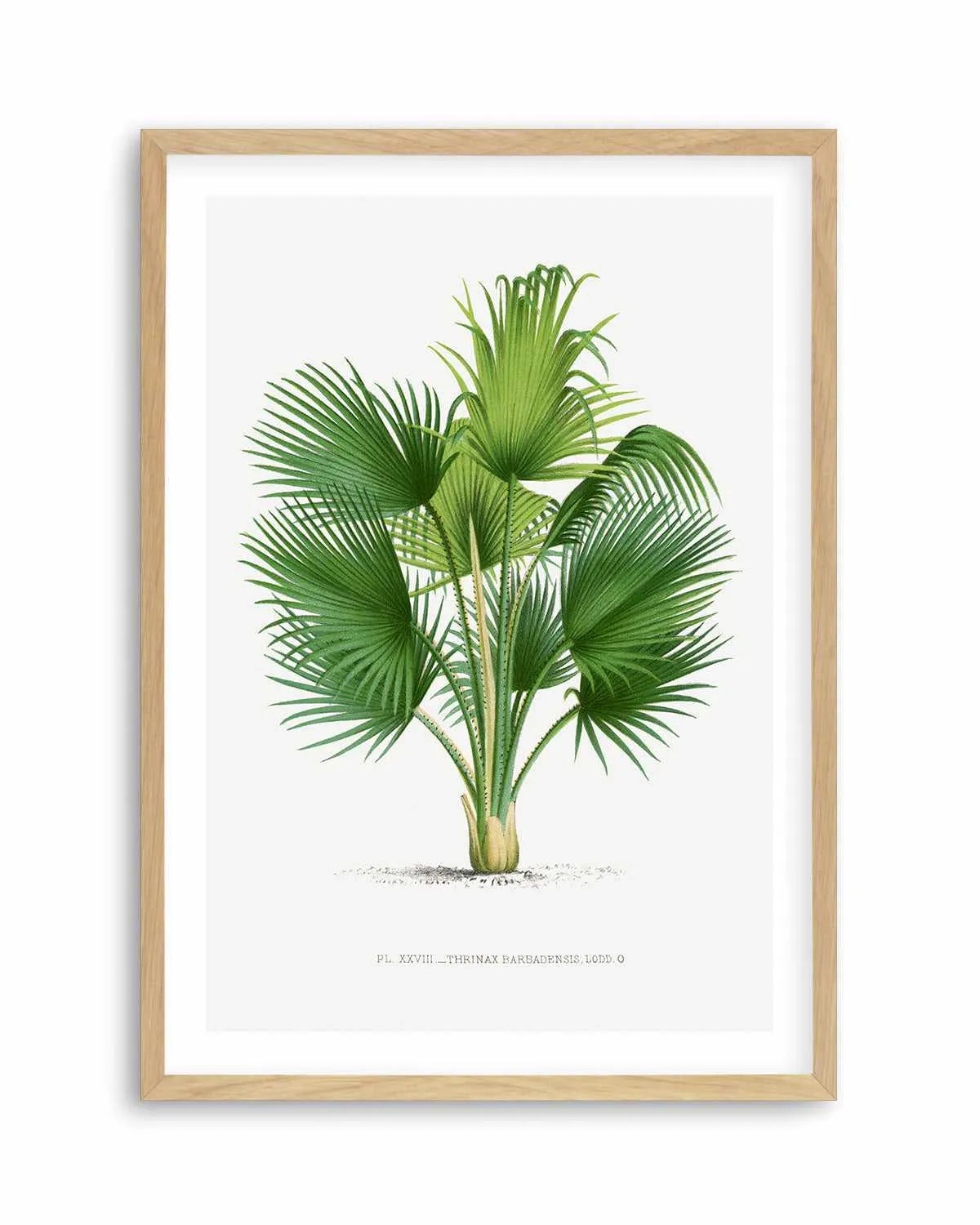 Thrinax Barbadensis Vintage Palm Poster Art Print from Olive et Oriel where you can shop wallpaper and artworks online