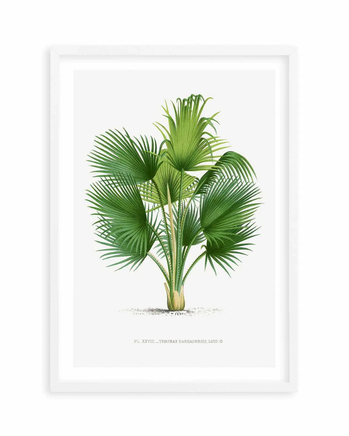Thrinax Barbadensis Vintage Palm Poster Art Print from Olive et Oriel where you can shop wallpaper and artworks online