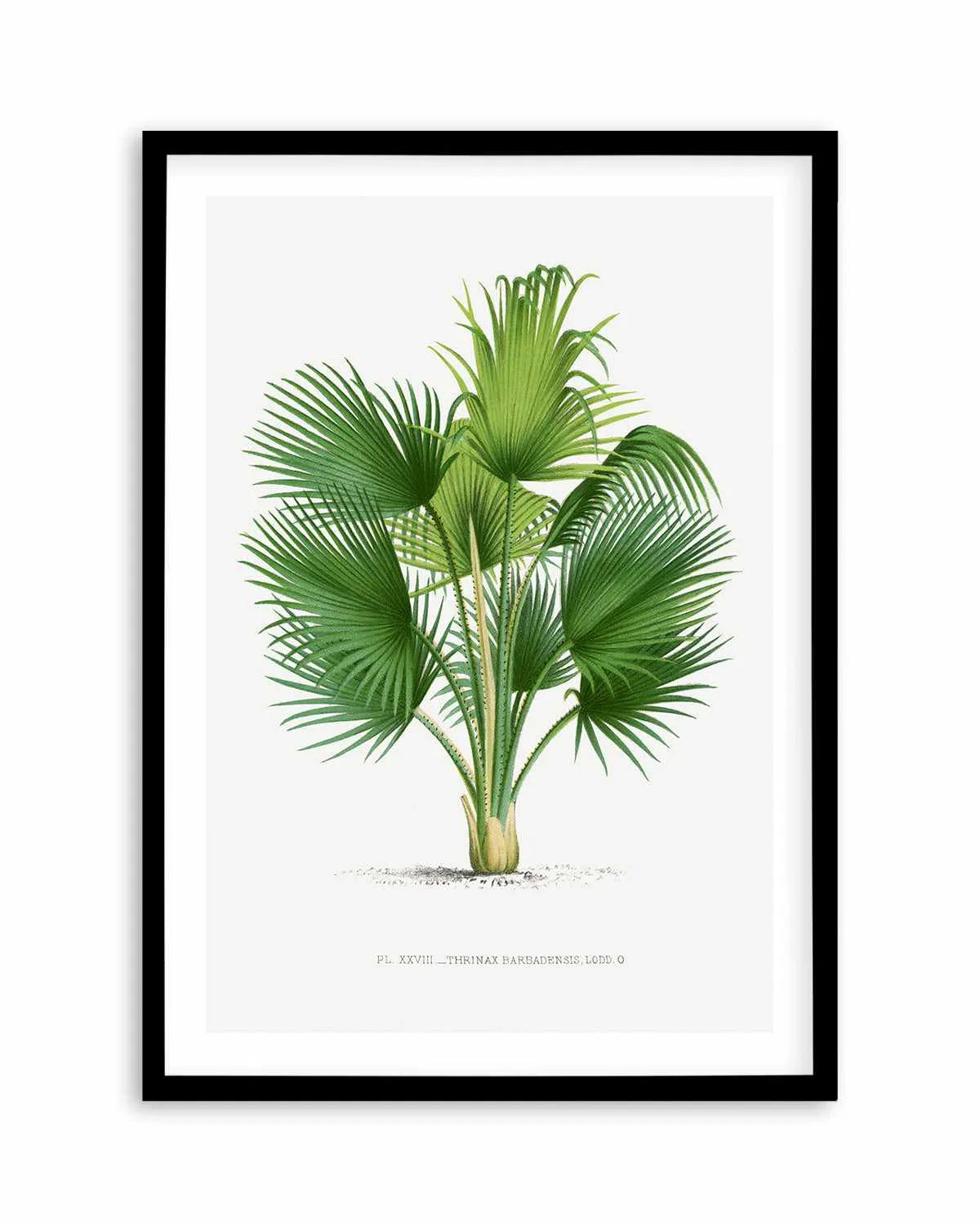Thrinax Barbadensis Vintage Palm Poster Art Print from Olive et Oriel where you can shop wallpaper and artworks online