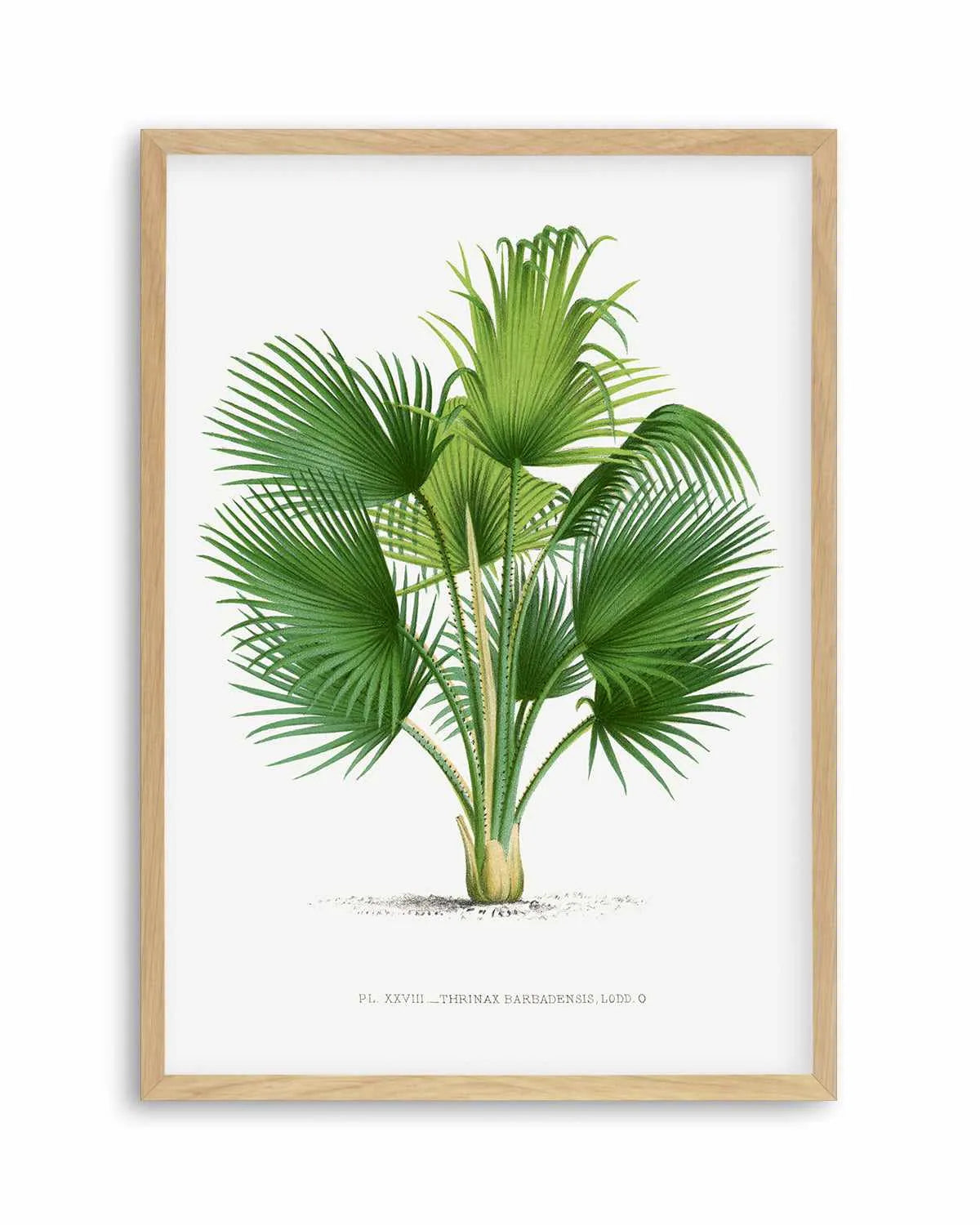 Thrinax Barbadensis Vintage Palm Poster Art Print from Olive et Oriel where you can shop wallpaper and artworks online