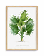 Thrinax Barbadensis Vintage Palm Poster Art Print