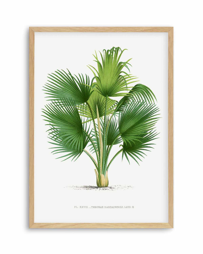 Thrinax Barbadensis Vintage Palm Poster Art Print