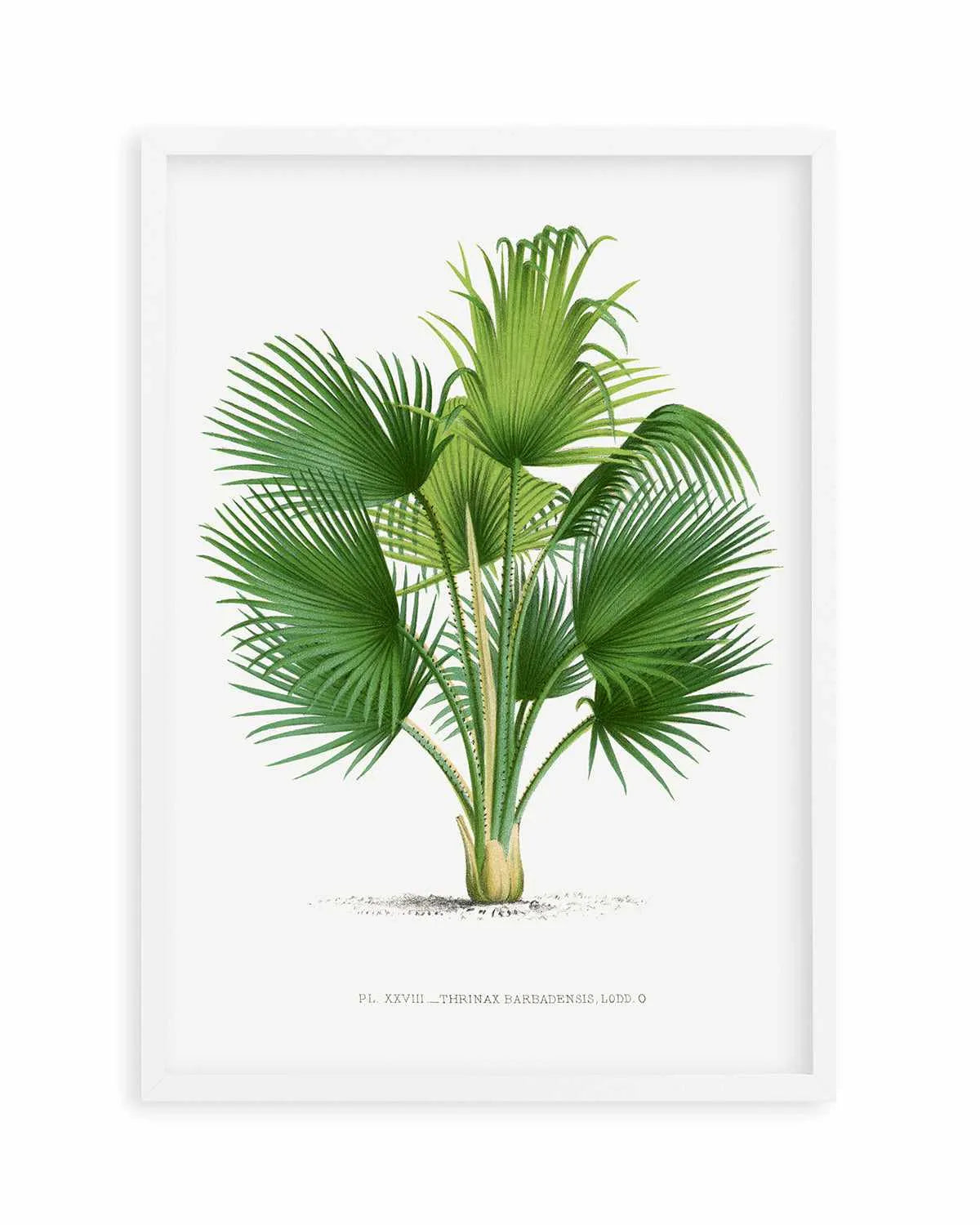 Thrinax Barbadensis Vintage Palm Poster Art Print from Olive et Oriel where you can shop wallpaper and artworks online