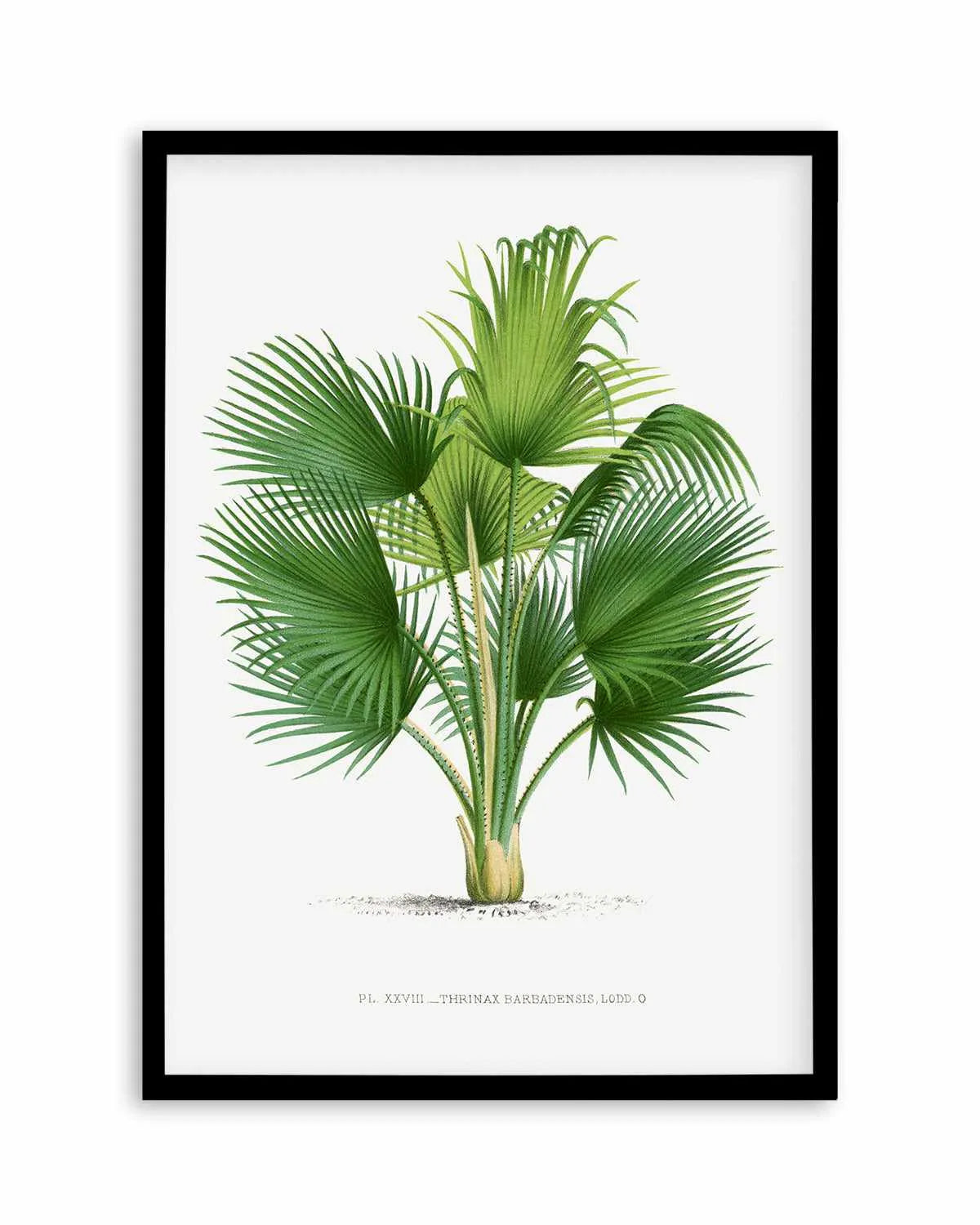 Thrinax Barbadensis Vintage Palm Poster Art Print from Olive et Oriel where you can shop wallpaper and artworks online