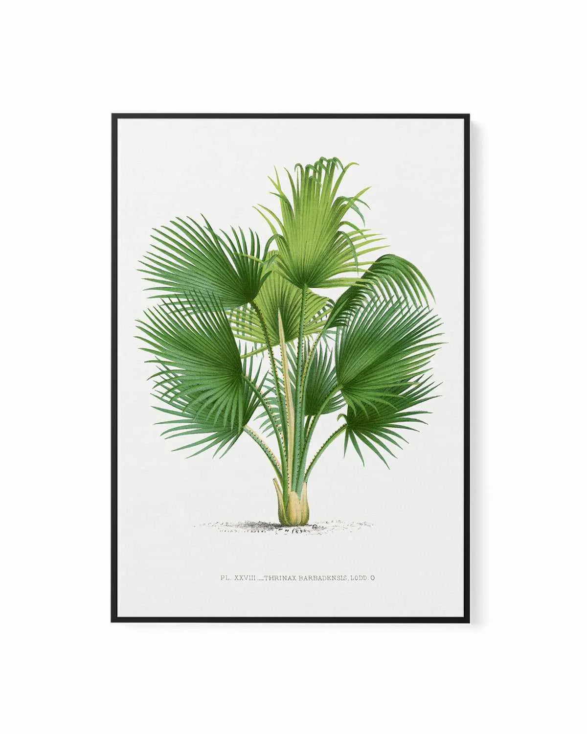 Thrinax Barbadensis Vintage Palm Poster | Framed Canvas Art Print from Olive et Oriel where you can shop wallpaper and artworks online
