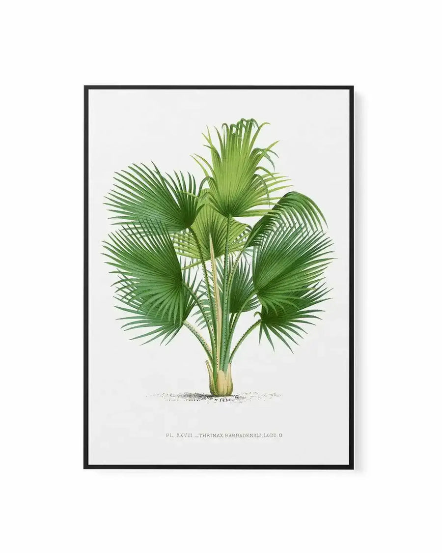 Thrinax Barbadensis Vintage Palm Poster | Framed Canvas Art Print from Olive et Oriel where you can shop wallpaper and artworks online
