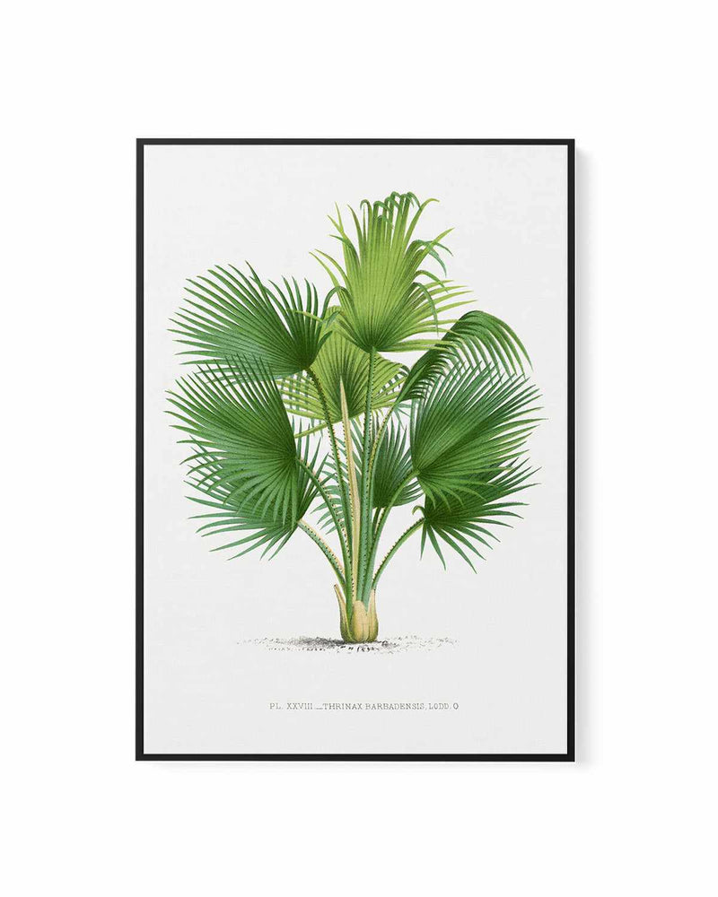Thrinax Barbadensis Vintage Palm Poster | Framed Canvas Art Print