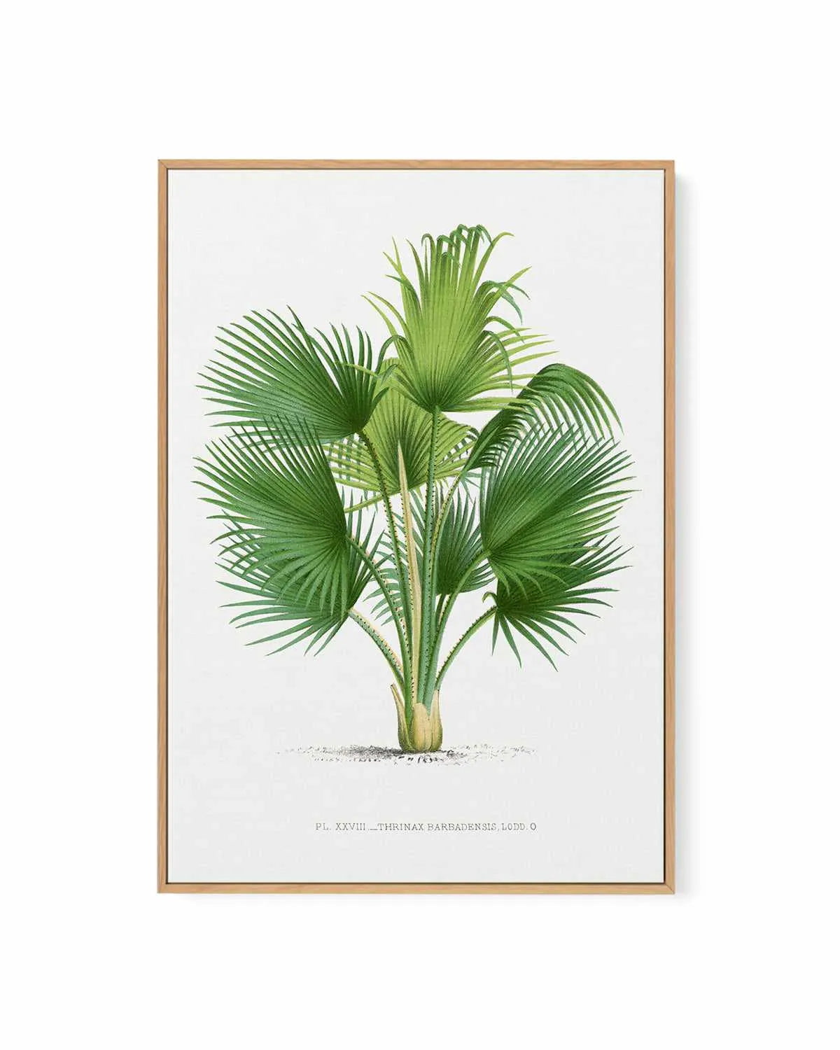 Thrinax Barbadensis Vintage Palm Poster | Framed Canvas Art Print from Olive et Oriel where you can shop wallpaper and artworks online