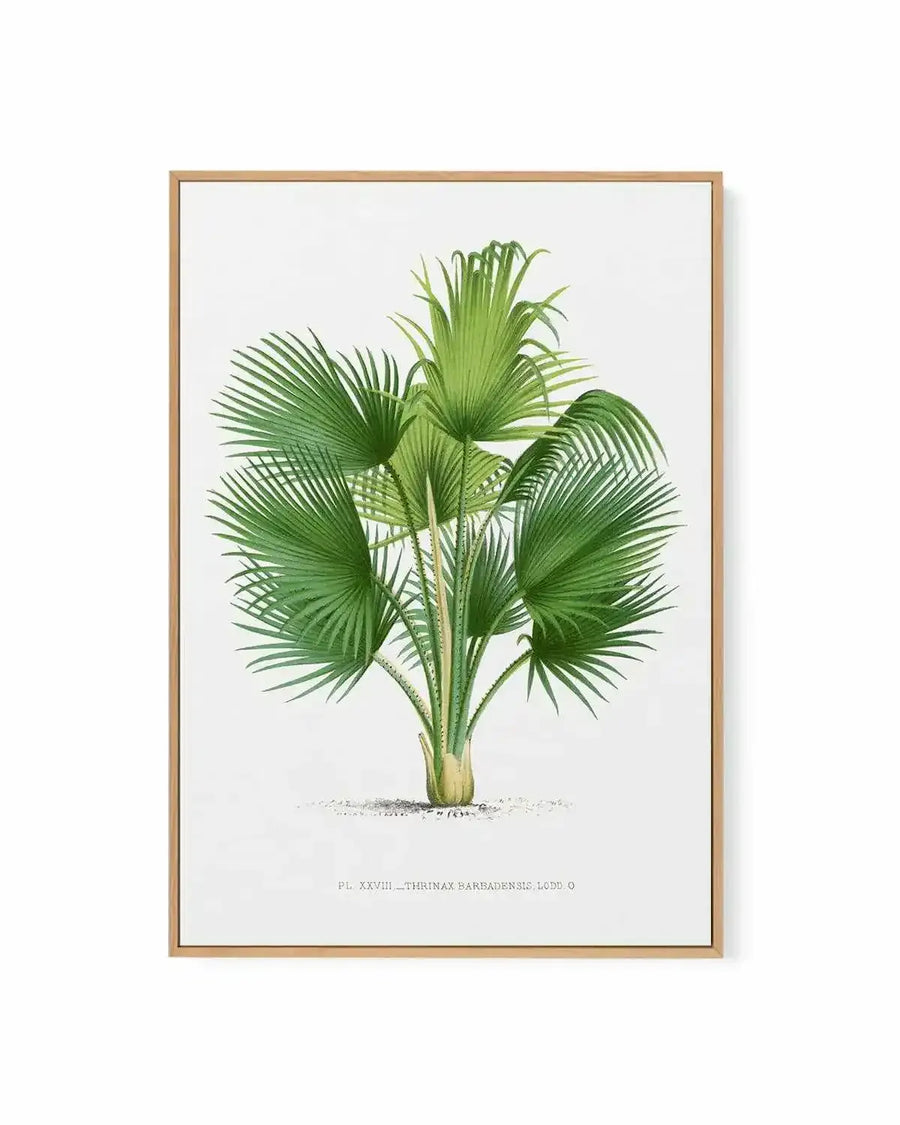 Thrinax Barbadensis Vintage Palm Poster | Framed Canvas Art Print from Olive et Oriel where you can shop wallpaper and artworks online