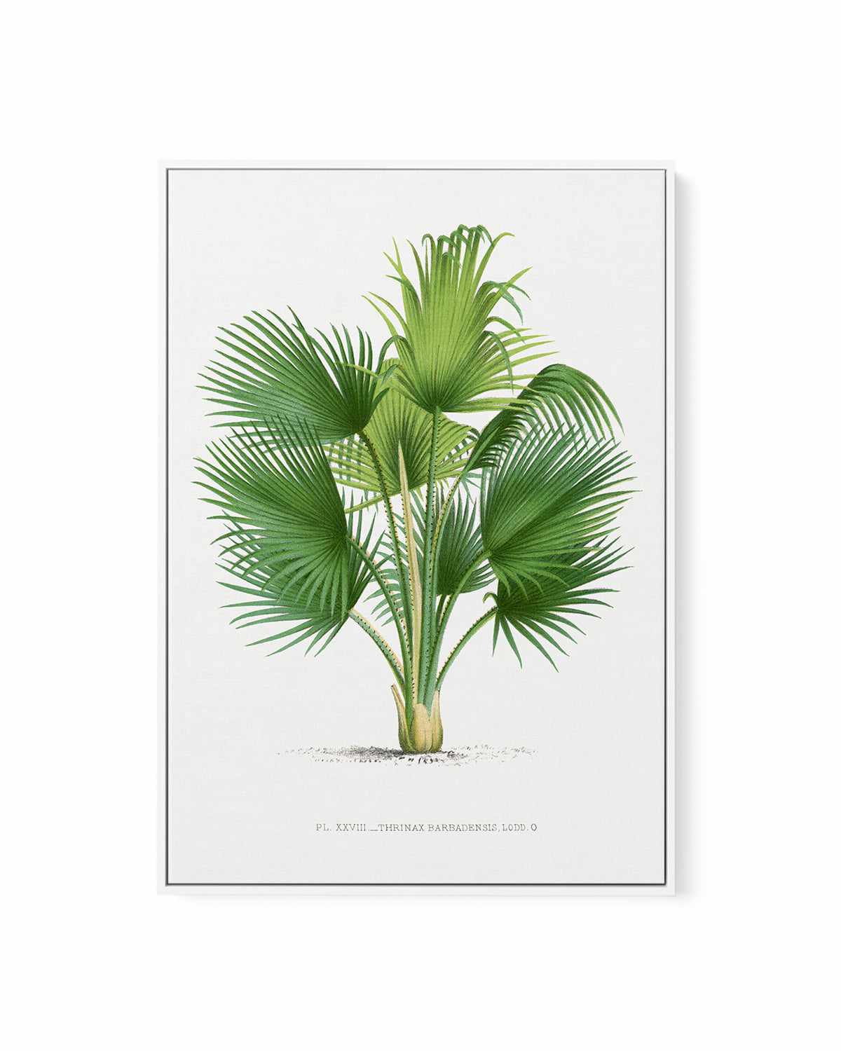 Thrinax Barbadensis Vintage Palm Poster | Framed Canvas Art Print