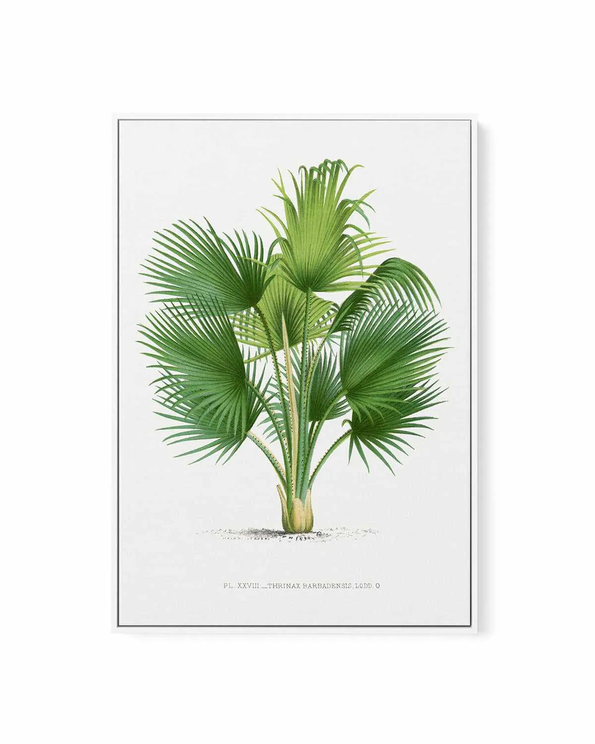 Thrinax Barbadensis Vintage Palm Poster | Framed Canvas Art Print from Olive et Oriel where you can shop wallpaper and artworks online
