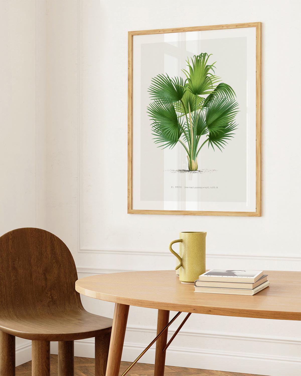 Thrinax Barbadensis Vintage Palm Poster Art Print