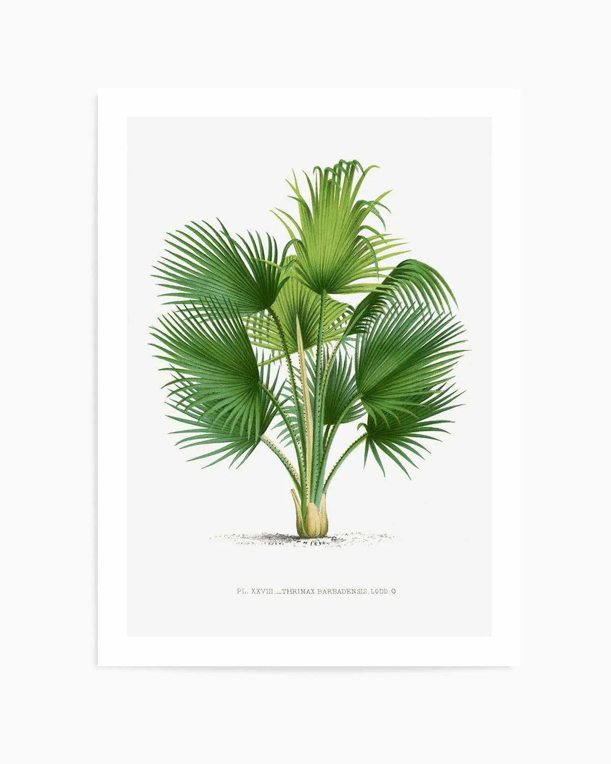 Thrinax Barbadensis Vintage Palm Poster Art Print from Olive et Oriel where you can shop wallpaper and artworks online