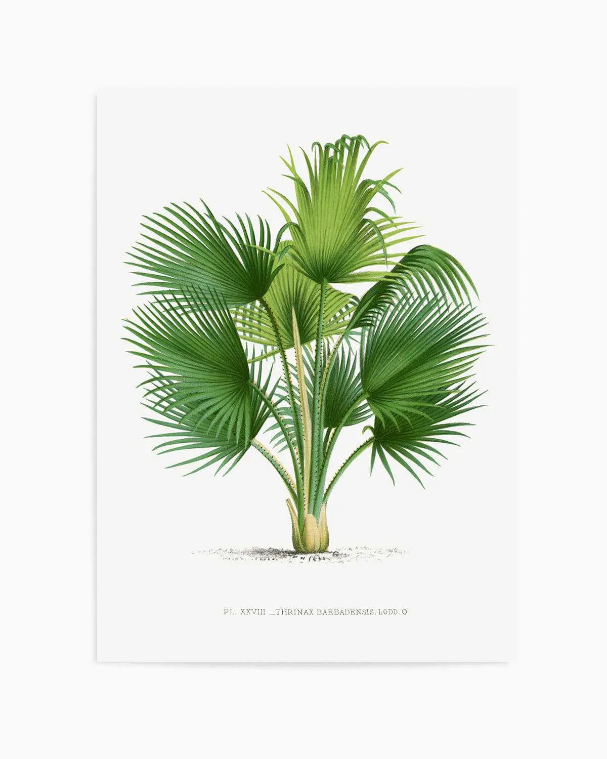 Thrinax Barbadensis Vintage Palm Poster Art Print from Olive et Oriel where you can shop wallpaper and artworks online