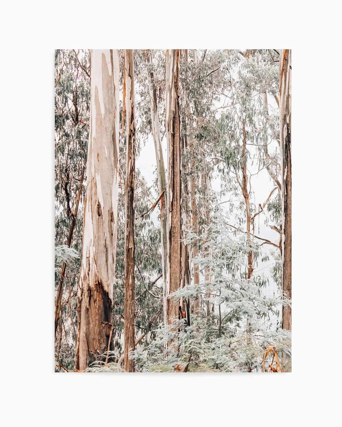 Through the Gum Trees I Art Print | PT from Olive et Oriel where you can shop wallpaper and artworks online
