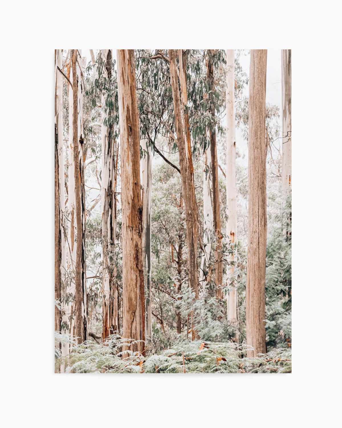 Through the Gum Trees II Art Print | PT