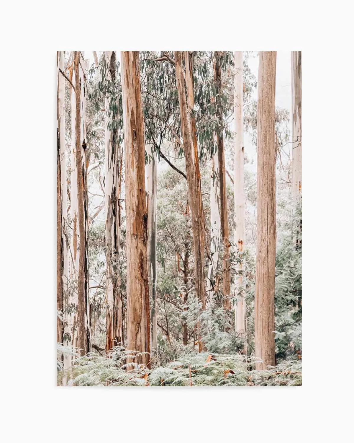 Through the Gum Trees II Art Print | PT from Olive et Oriel where you can shop wallpaper and artworks online