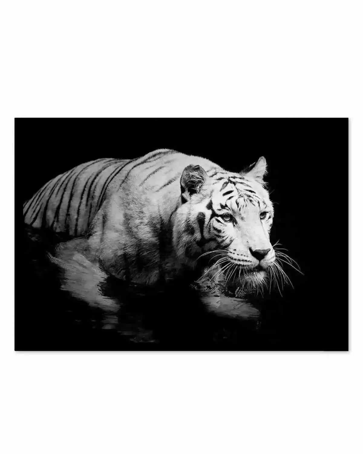 Tigre De Nuit | LS Art Print from Olive et Oriel where you can shop wallpaper and artworks online