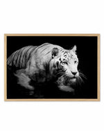 Tigre De Nuit | LS Art Print