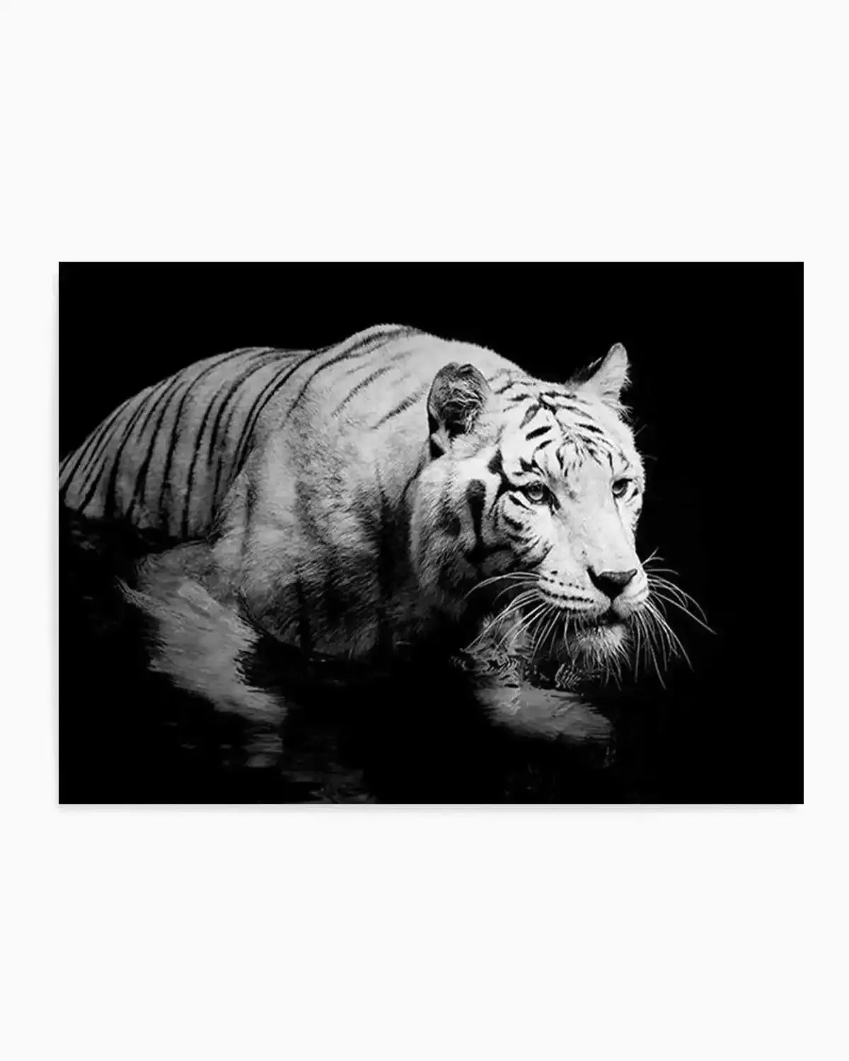 Tigre De Nuit | LS Art Print from Olive et Oriel where you can shop wallpaper and artworks online