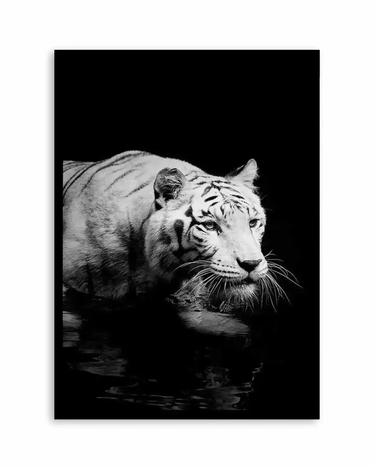 Tigre De Nuit | PT Art Print from Olive et Oriel where you can shop wallpaper and artworks online