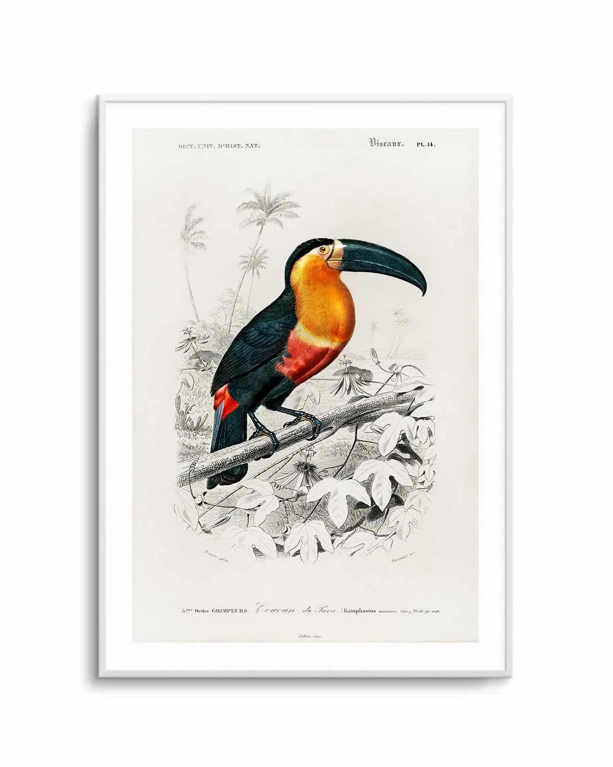 Toucan Vintage Illustration Art Print from Olive et Oriel where you can shop wallpaper and artworks online