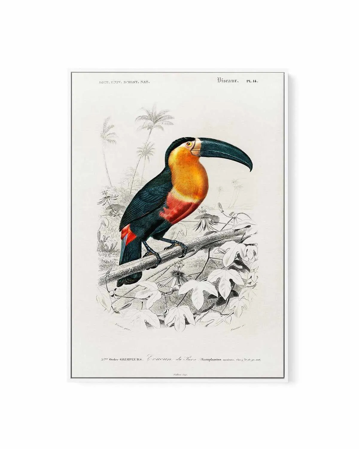 Toucan Vintage Illustration | Framed Canvas Art Print from Olive et Oriel where you can shop wallpaper and artworks online