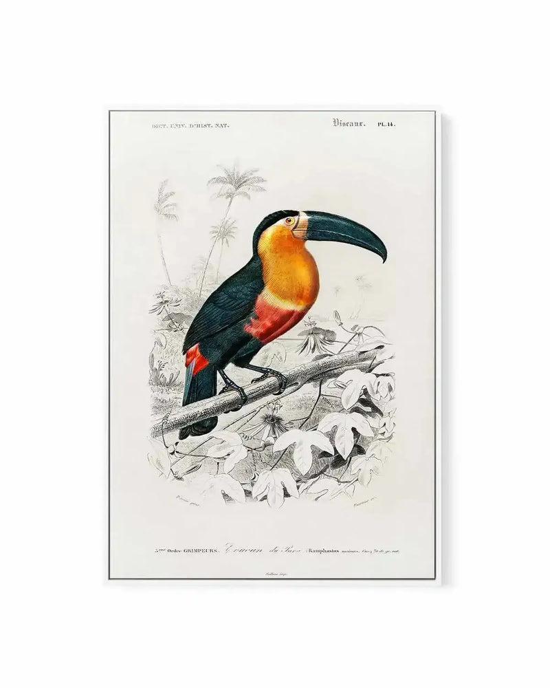 Toucan Vintage Illustration | Framed Canvas Art Print from Olive et Oriel where you can shop wallpaper and artworks online
