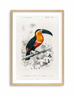 Toucan Vintage Illustration Art Print