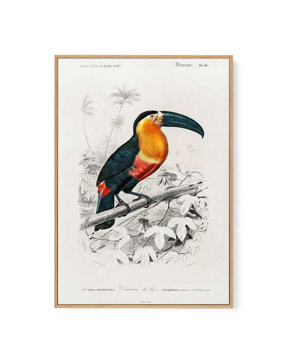 Toucan Vintage Illustration | Framed Canvas Art Print from Olive et Oriel where you can shop wallpaper and artworks online