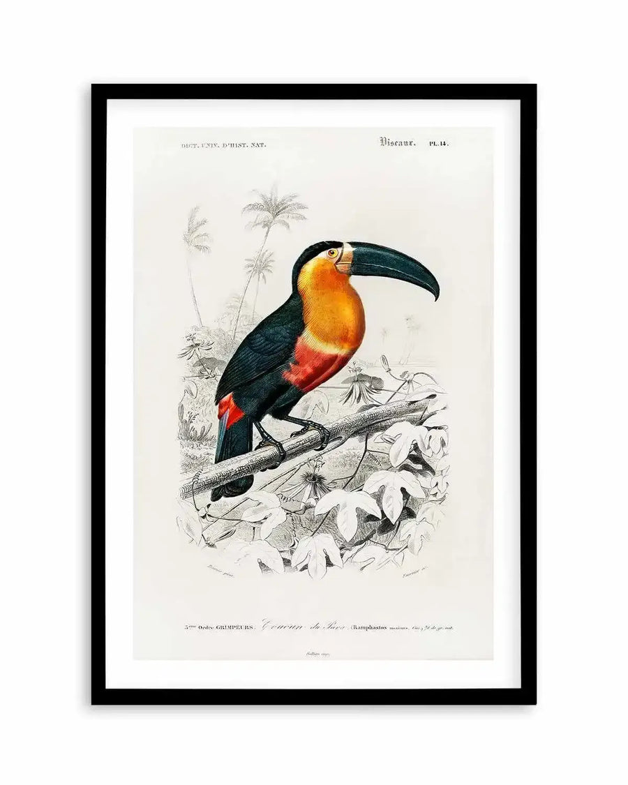 Toucan Vintage Illustration Art Print from Olive et Oriel where you can shop wallpaper and artworks online