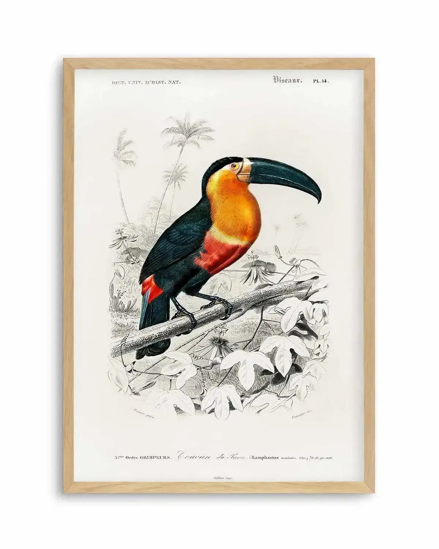 Toucan Vintage Illustration Art Print from Olive et Oriel where you can shop wallpaper and artworks online
