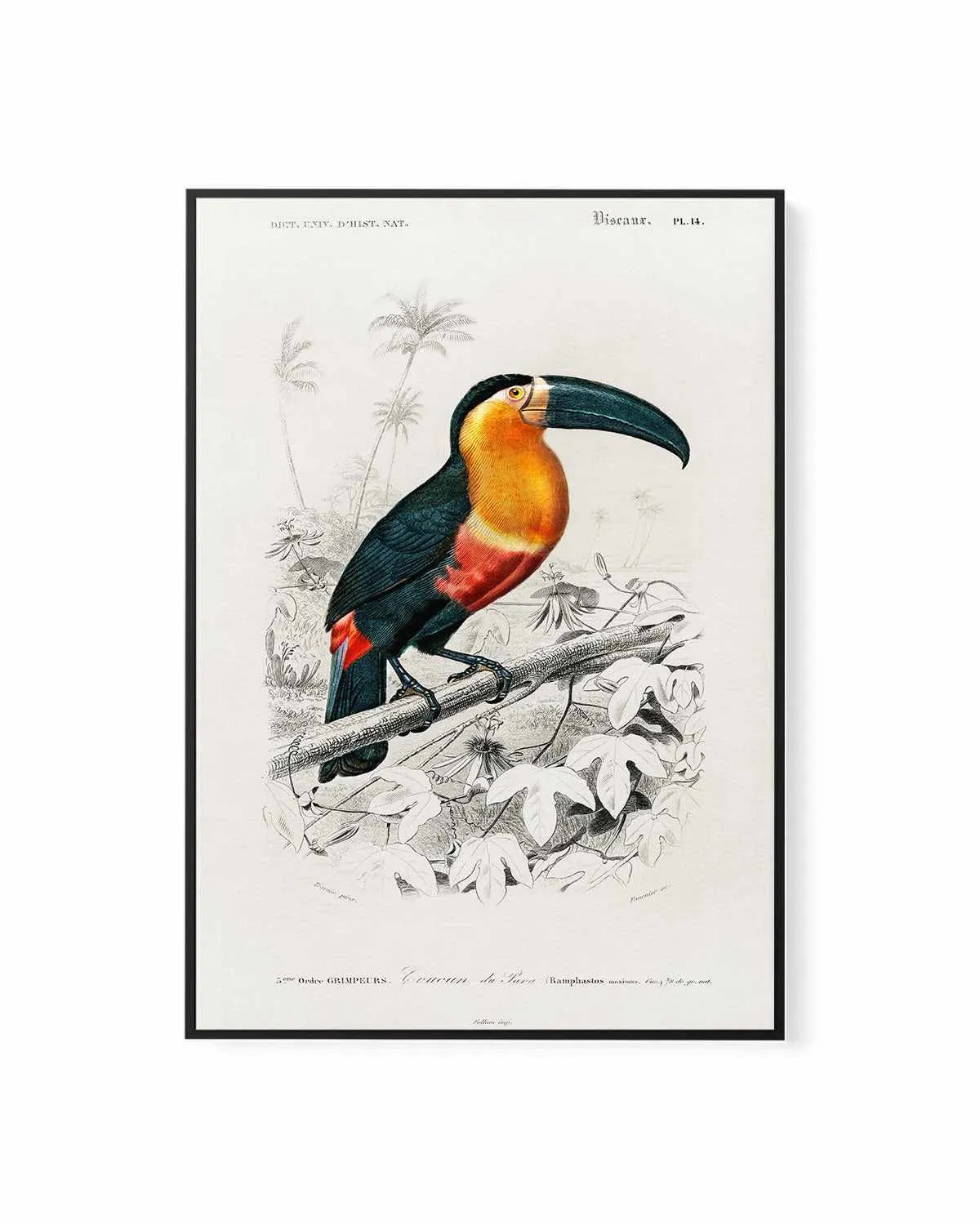 Toucan Vintage Illustration | Framed Canvas Art Print from Olive et Oriel where you can shop wallpaper and artworks online