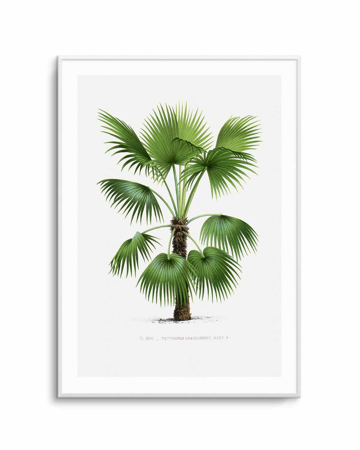 Trithrinax Brasiliensis Vintage Palm Poster Art Print