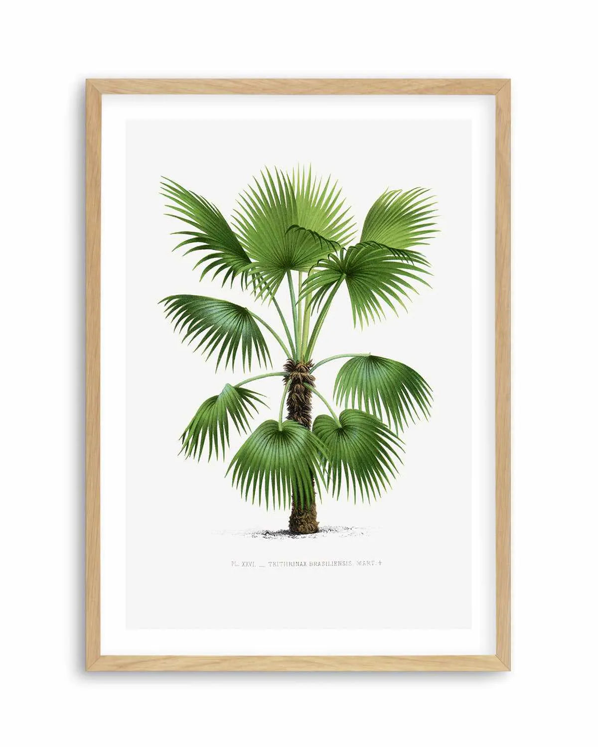 Trithrinax Brasiliensis Vintage Palm Poster Art Print from Olive et Oriel where you can shop wallpaper and artworks online