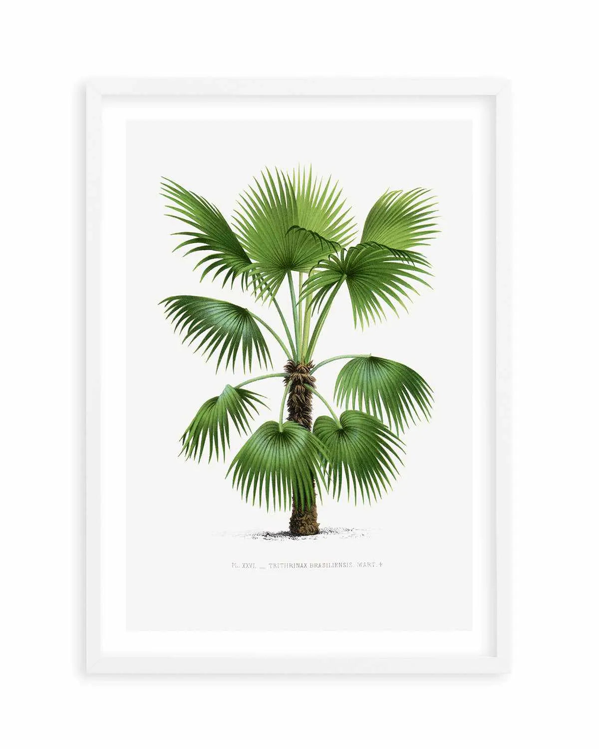 Trithrinax Brasiliensis Vintage Palm Poster Art Print from Olive et Oriel where you can shop wallpaper and artworks online