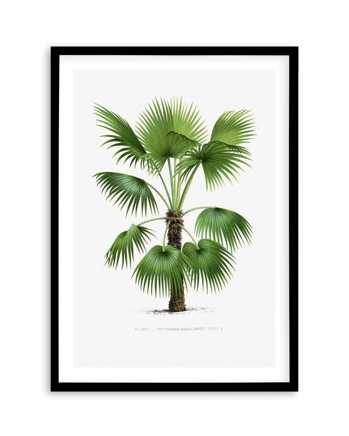 Trithrinax Brasiliensis Vintage Palm Poster Art Print from Olive et Oriel where you can shop wallpaper and artworks online