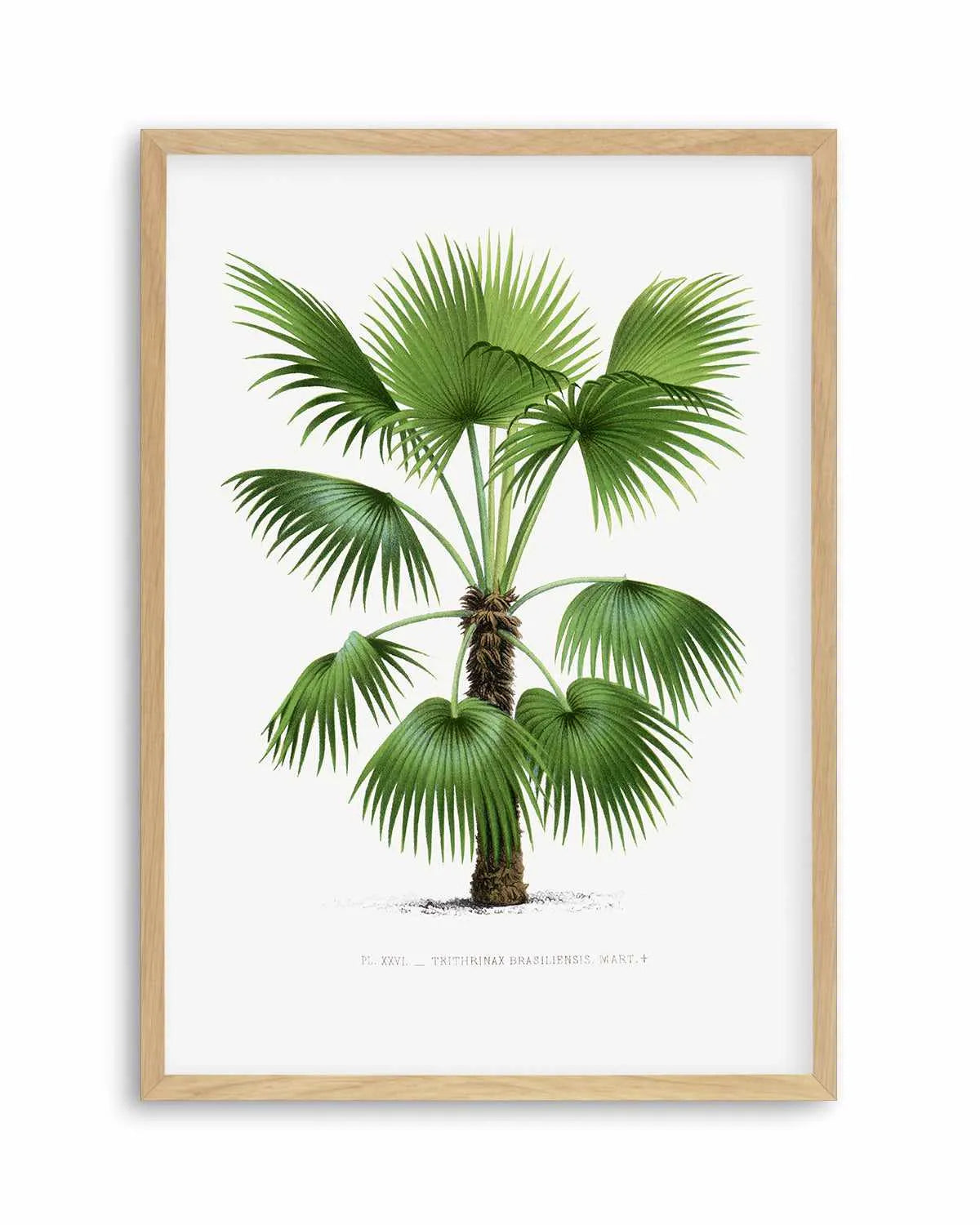 Trithrinax Brasiliensis Vintage Palm Poster Art Print from Olive et Oriel where you can shop wallpaper and artworks online