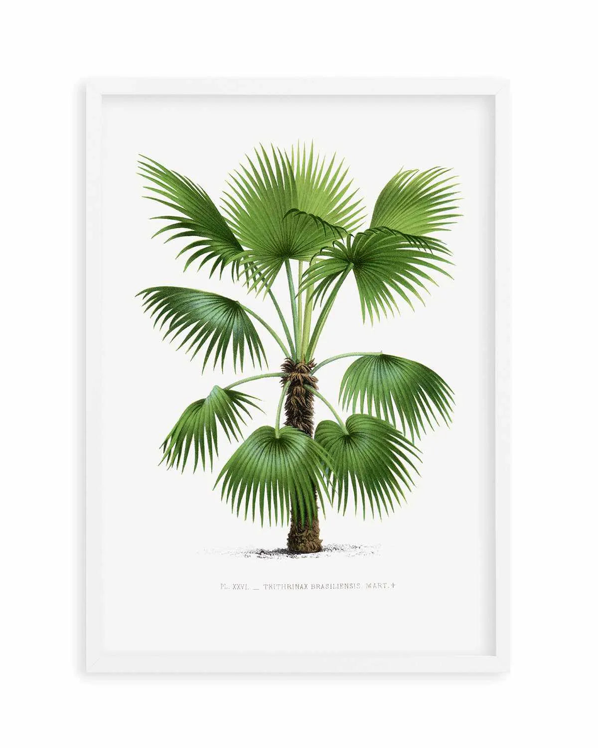 Trithrinax Brasiliensis Vintage Palm Poster Art Print from Olive et Oriel where you can shop wallpaper and artworks online