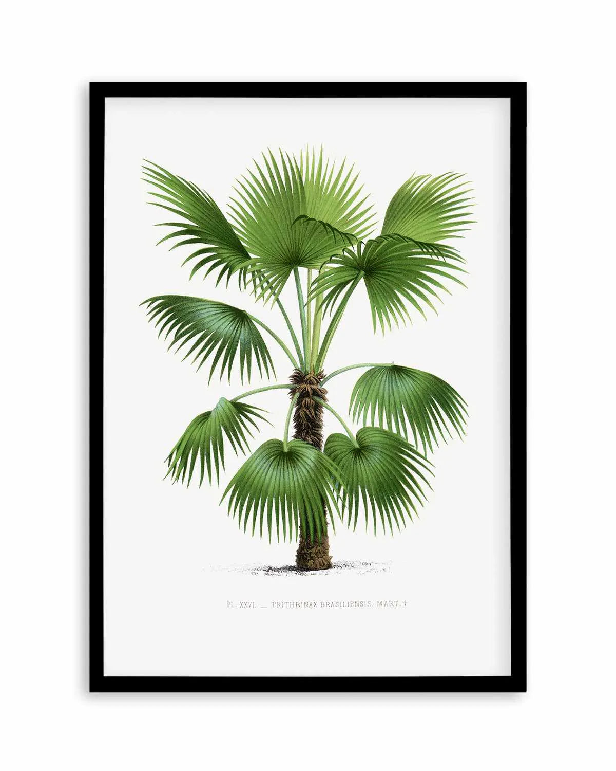 Trithrinax Brasiliensis Vintage Palm Poster Art Print from Olive et Oriel where you can shop wallpaper and artworks online
