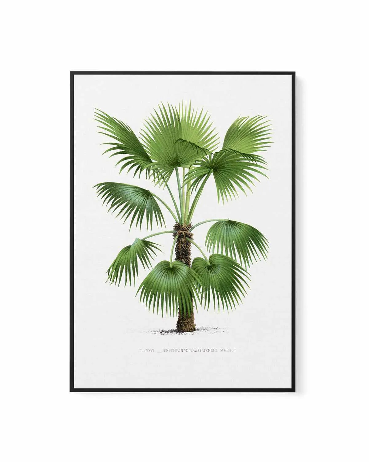 Trithrinax Brasiliensis Vintage Palm Poster | Framed Canvas Art Print from Olive et Oriel where you can shop wallpaper and artworks online